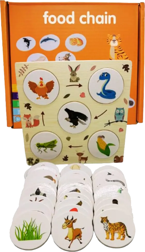 Cards showing the growth stages of various living organisms, 3063