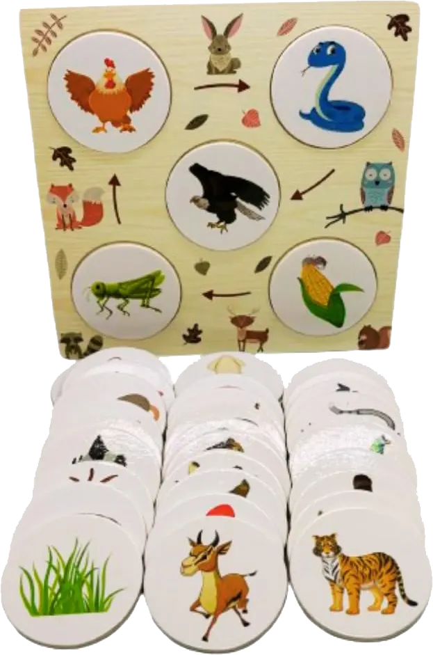 Cards showing the growth stages of various living organisms, 3063