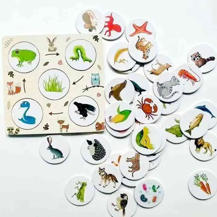 Cards showing the growth stages of various living organisms, 3063